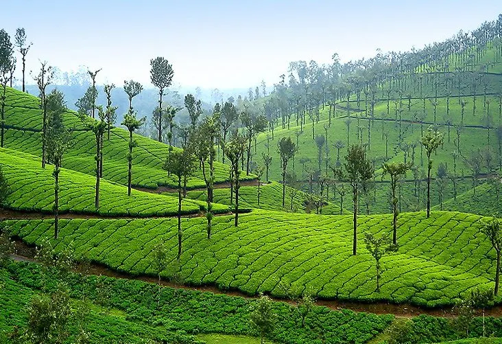 Nadumalai Tea Estate